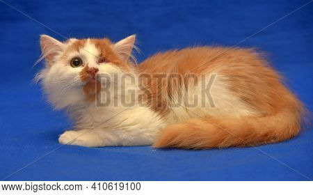 Small Red And White Kitten One-eyed Disabled