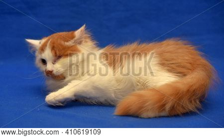 Small Red And White Kitten One-eyed Disabled
