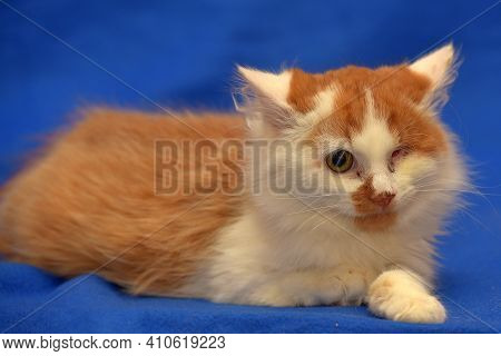 Small Red And White Kitten One-eyed Disabled