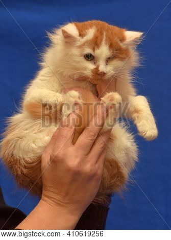 Small Red And White Kitten One-eyed Disabled
