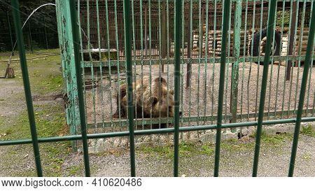 Park Of Foresters Of Bashkiria In Ufa. Bear In The Enclosure.