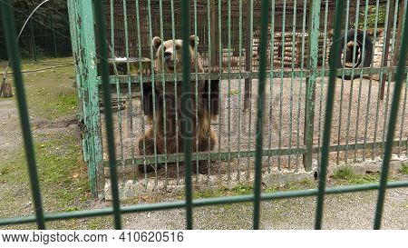 Park Of Foresters Of Bashkiria In Ufa. Bear In The Enclosure.