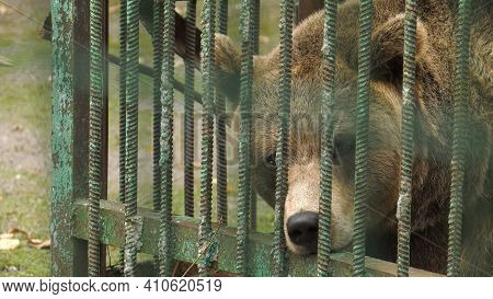 Park Of Foresters Of Bashkiria In Ufa. Bear In The Enclosure.