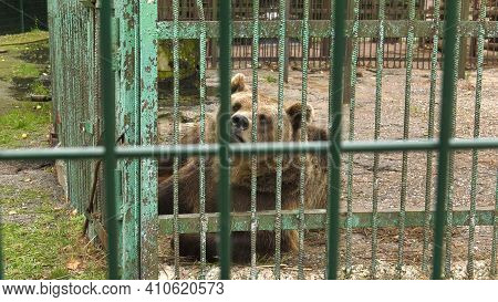 Park Of Foresters Of Bashkiria In Ufa. Bear In The Enclosure.