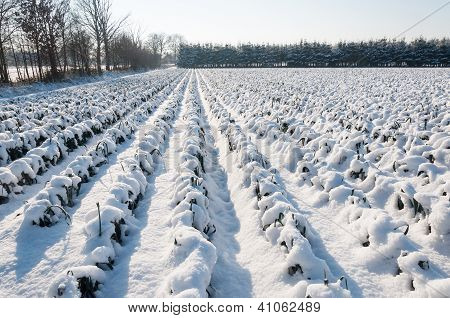 オランダにおける雪ネギ植物