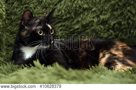 Black With Red And White Cat On A Green Background