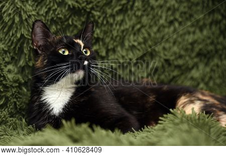 Black With Red And White Cat On A Green Background
