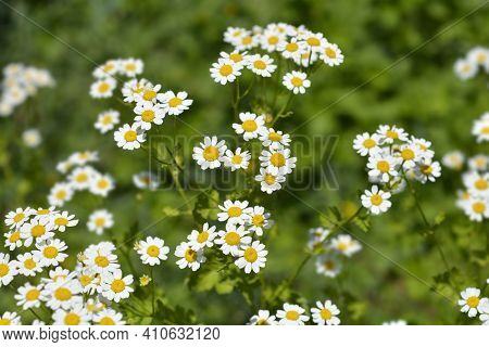 Golden Feverfew Flowers - Latin Name - Tanacetum Parthenium Aureum (chrysantemum Parthenium Aureum)