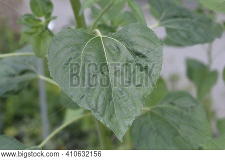 Common Sunflower Leaves - Latin Name - Helianthus Annus