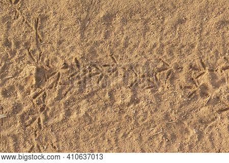 Bird Tracks On Dry And Arid Terrain, In Andalusia In Southern Spain