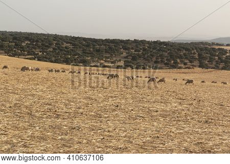 Sheep Grazing In A Dry Cereal Field