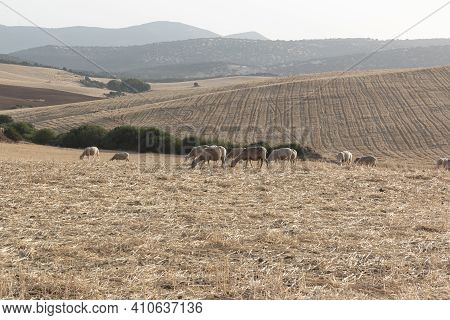 Sheep Grazing In A Dry Cereal Field