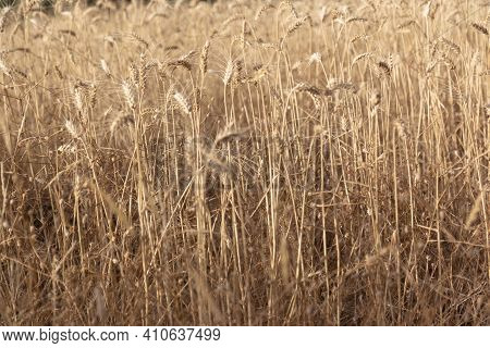 Dry Cereal Field Ready For Collection