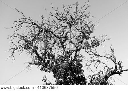 Dead Acorn Tree Back Lighting With A Clear Blue Sky In Southern Andalusia Spain