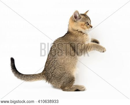 Kitten Golden Ticked Scottish Chinchilla Straigh, The Cat Is Standing Sideways With Its Front Paws R