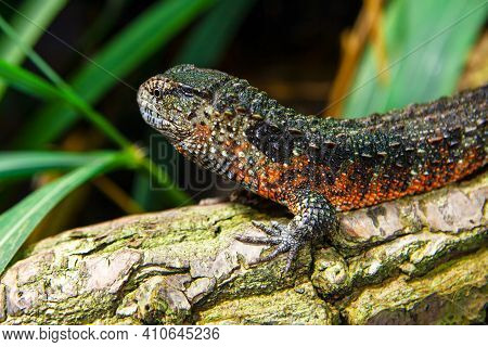Chinese Crocodile Lizard On The Log . Reptile Shinisaurus Crocodilurus