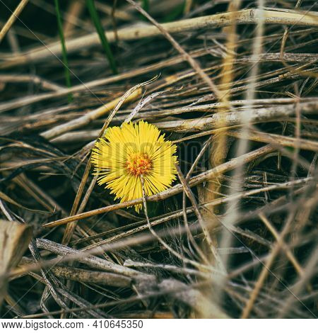 Yellow Medicinal Flower Coltsfoot Blooming In Early Spring. Tussilago Farfara. Selective Focus