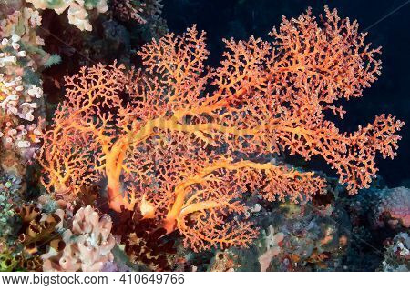 A Bright Red Fan Coral Of The Family Anthozoa Against The Dark Water. Philippines.