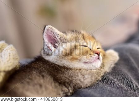 Small Kitten Of The British Chinchilla Breed. Little Kitten Sleeping. Babycat, Family Cats And Domes