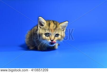 Small Kitten Of The British Chinchilla Breed On White Background. Little Baby Cat Lick. Babycat With