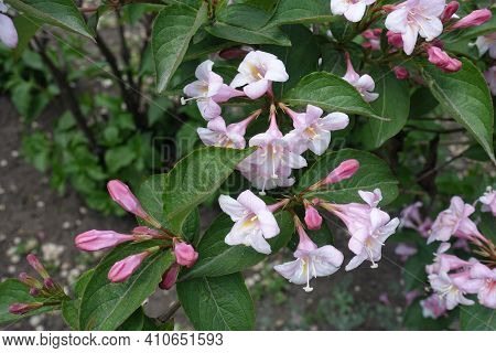 Whitish Pink Flowers Of Weigela Florida In Mid May