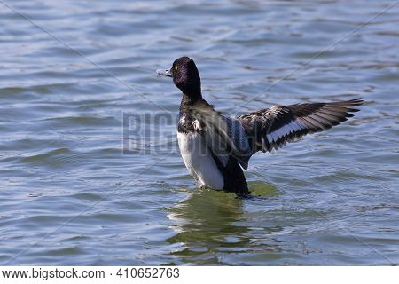 The Greater Scaup (aythya Marila ), Drake On A River In Wisconsin In Winter During A Migration To Th