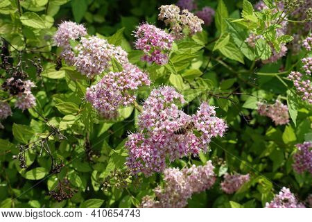 Pale Pink Flowers Of Japanese Meadowsweet In June
