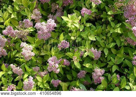 Pastel Pink Flowers Of Japanese Meadowsweet In June