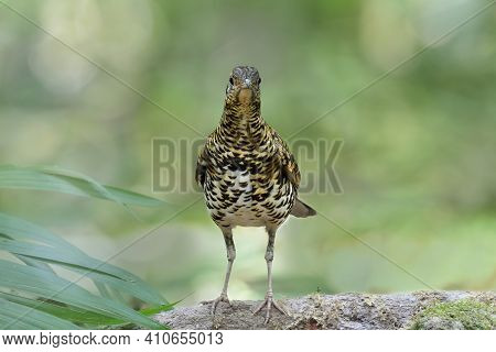 Front View Of Mysterious Stripe Bird With Tiger Livery Look, Scaly Or White's Thrush (zoothera Dauma