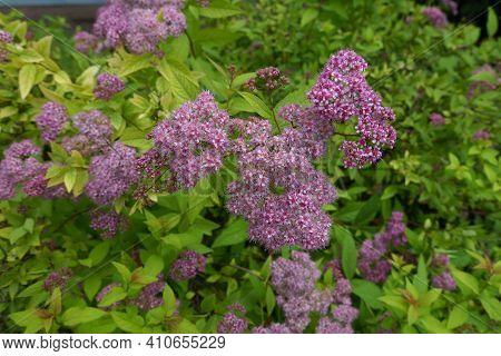 Pink Flowers In The Leafage Of Japanese Meadowsweet In June