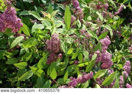Plenty Of Pink Flowers And Buds Of Japanese Meadowsweet In June