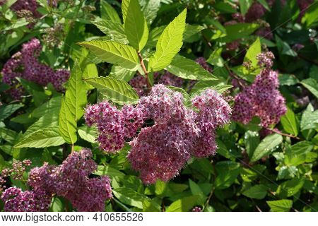 Rosy Pink Flowers Of Japanese Meadowsweet In June