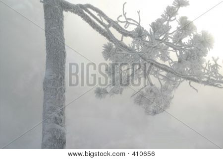 Frosty puu