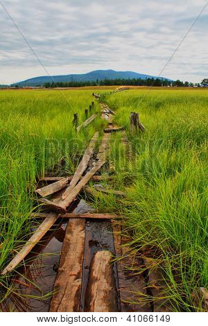 Marsh polku