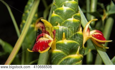 Ginger Flower, Beautiful And Rare Ginger Flower Blooming, Blurred Background, Selective Focus.