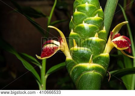 Ginger Flower, Beautiful And Rare Ginger Flower Blooming, Blurred Background, Selective Focus.