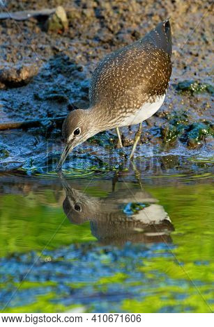Green sandpiper, Tringa ochropus. In the early morning, the bird walks along the bank of a small river in search of food. Beautiful reflection in green water surface