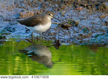 Green sandpiper, Tringa ochropus. In the early morning, the bird walks along the bank of a small river in search of food