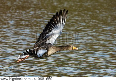 The Greylag Goose, Anser Anser Is A Species Of Large Goose In The Waterfowl Family Anatidae And The 