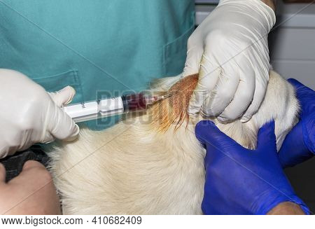 A Skilled Veterinarian Drains An Abcess On The Head Of A Golden Retriever Dog
