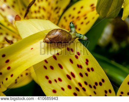 Green-banded Broodsac, Leucochloridium Paradoxum, A Parasitic Worm Living In Amber Snail On Yellow T