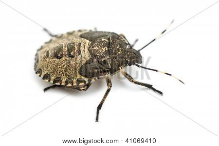 ป้องกันแมลง Troilus luridus กับพื้นหลังสีขาว