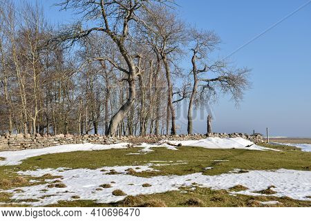 Melting Snow By An Old Dry Stone Wall At Ottenby On The Island Oland In Sweden