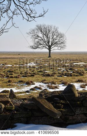 Lone Tree In A Wide Open Pastureland At Ottenby In Sweden