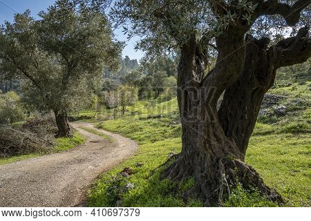 A Path In The Judea Mountains, Near Jerusalem, Israel, Passing In An Agricultural Area, Among Old Ol