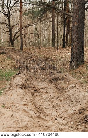 The Forest Protection Strip Passes Through The Pine Forest And Is Designed To Stop The Fire In Case 