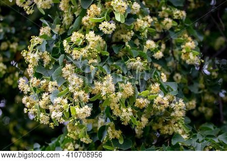 Linden Blossoms, Linden Flowers On A Tree In Sunny Weather, Linden - A Honey-bearing Medicinal Plant