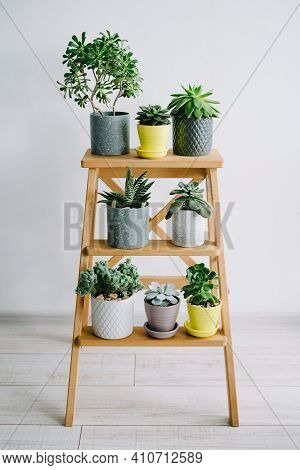 Many Indoor Plants In White, Gray And Yellow Pots Stand On A Wooden Shelf. Beautiful Succulents.
