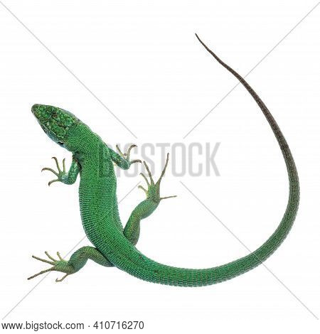 Top View Of Western Green Lizard Aka Lacerta Bilineata. Isolated On White Background.