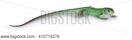 Side View Of Western Green Lizard Aka Lacerta Bilineata. Isolated On White Background.